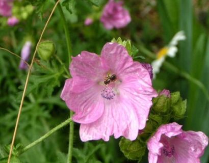 Malva moschata - kaasjeskruid