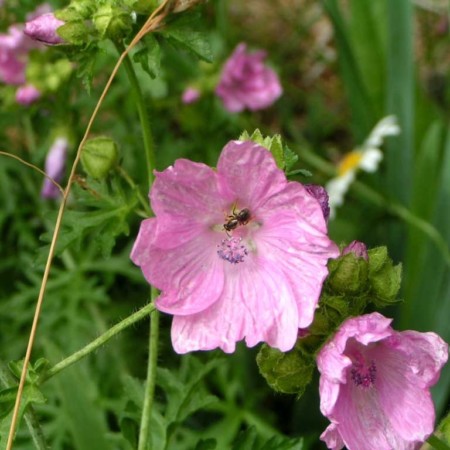 Malva moschata - kaasjeskruid