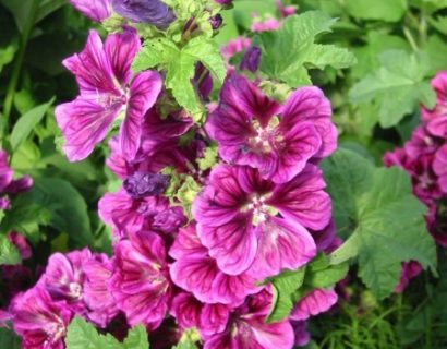 Malva sylvestris - kaasjeskruid