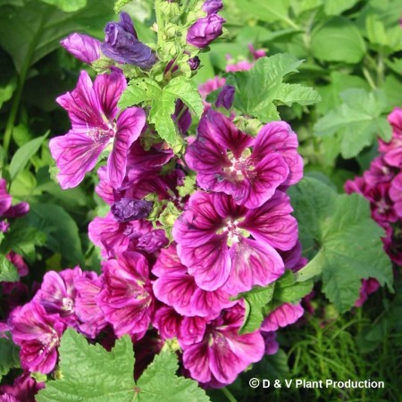 Malva sylvestris - kaasjeskruid