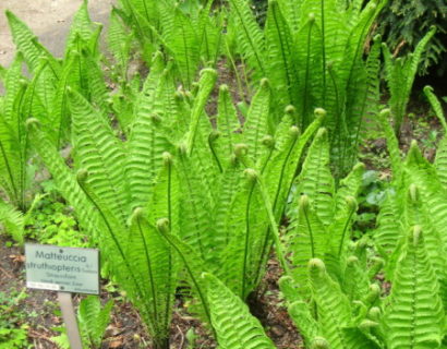 Matteucia struthiopteris - bekervaren