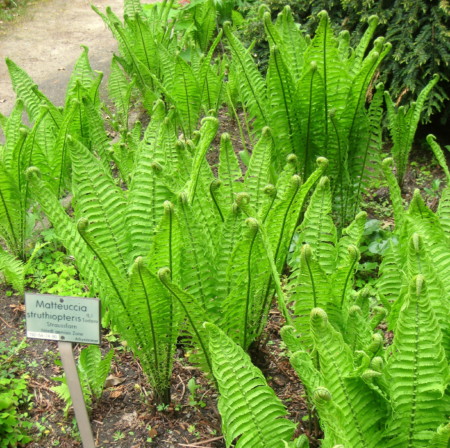 Matteucia struthiopteris - bekervaren