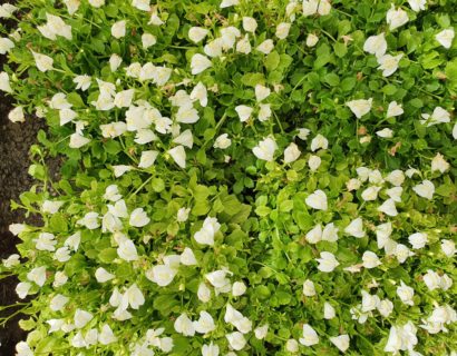 Mazus reptans ‘Alba’ - kattestaart