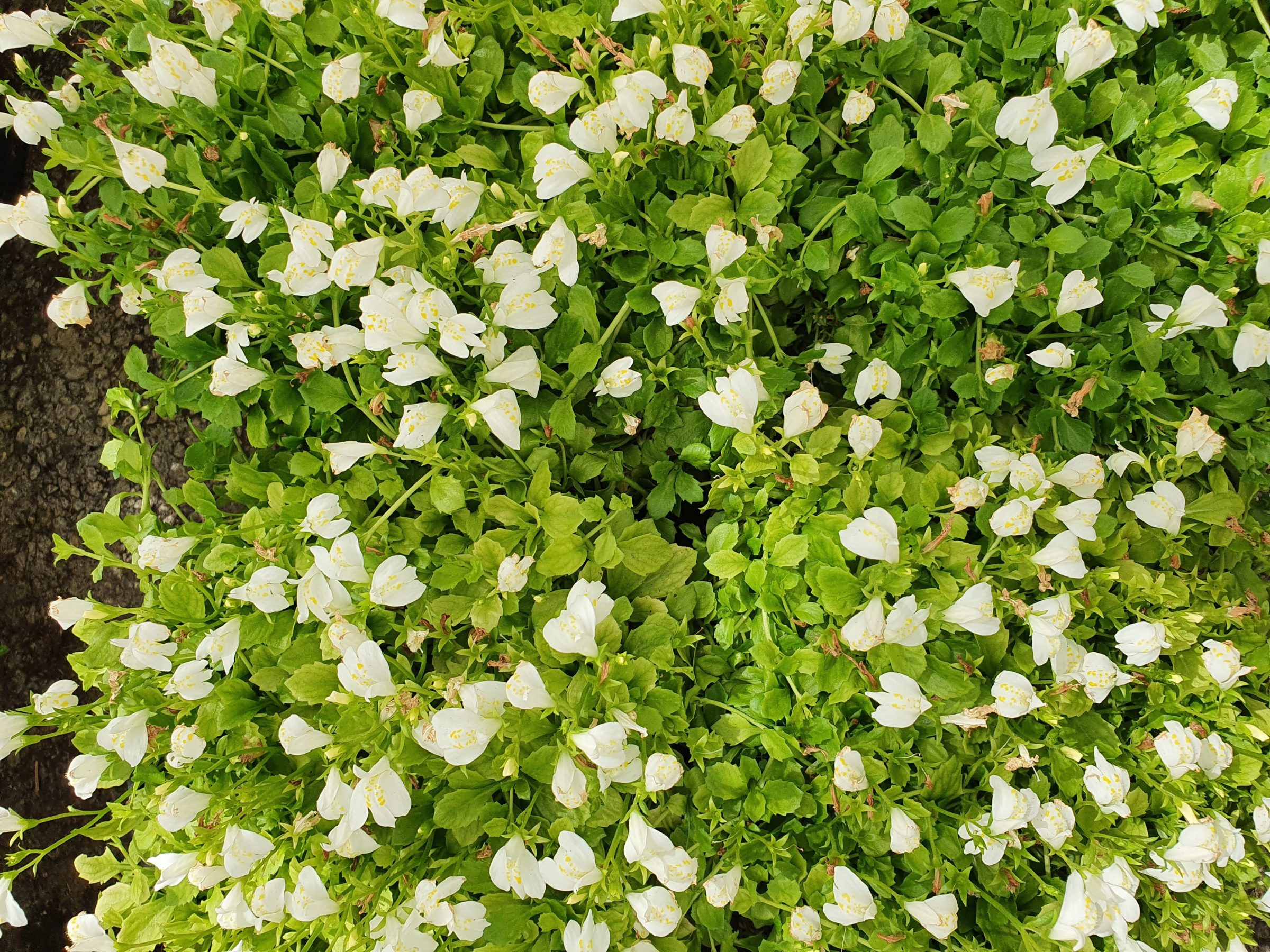 Mazus reptans ‘Alba’ - 