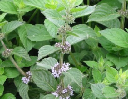 Mentha ‘Hillary’s Sweet Lemon’