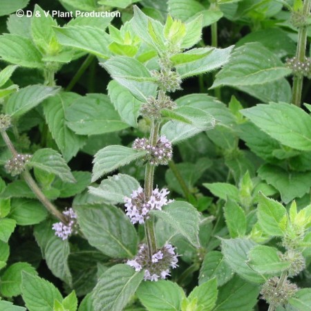 Mentha ‘Hillary’s Sweet Lemon’ - citroenmunt