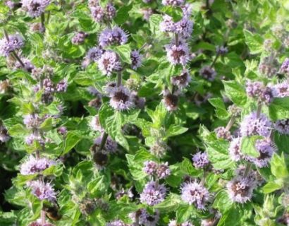 Mentha ‘Lemon Bergamot’