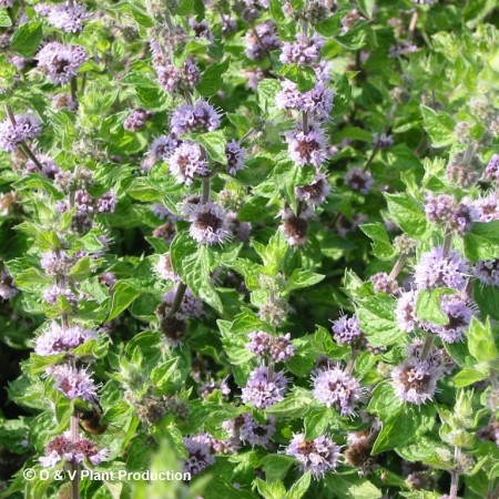 Vuilnisbak Arabische Sarabo Alstublieft Mentha 'Lemon Bergamot' - citroen-bergamotmunt kopen - Maréchal