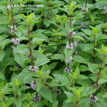 Mentha gentilis ‘Ginger’ - gembermunt