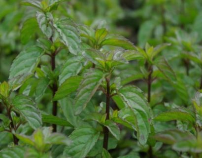 Mentha piperita f. citrata ‘Basil’