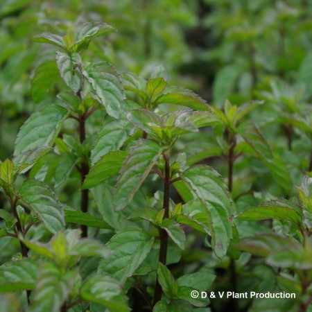 Mentha piperita f. citrata ‘Basil’ - basilicummunt