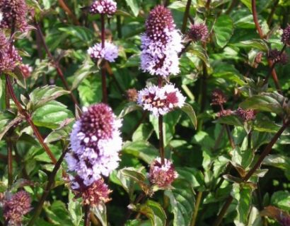 Mentha piperita f. citrata ‘Lime’