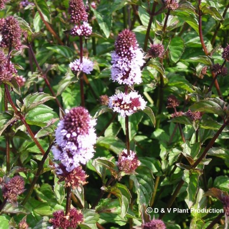 Mentha piperita f. citrata ‘Lime’ - limoenmunt