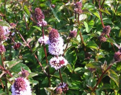 Mentha piperita f. citrata ‘Orange’ - sinaasappelmunt