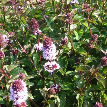 Mentha piperita f. citrata ‘Orange’ - sinaasappelmunt