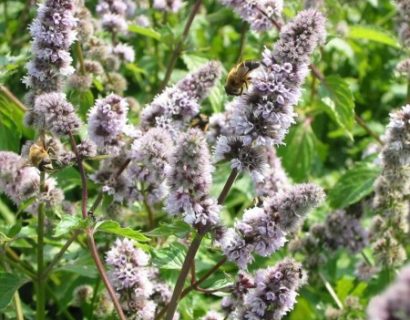 Mentha piperita pallescens ‘Camus’ - pepermunt