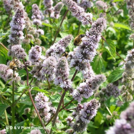 Mentha piperita pallescens ‘Camus’ - pepermunt