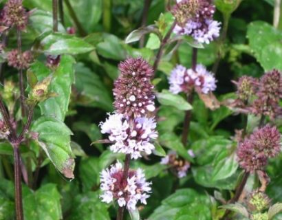 Mentha piperita f. citrata ‘Chocolate’ - chocolademunt