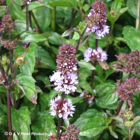 Mentha piperita f. citrata ‘Chocolate’ - chocolademunt