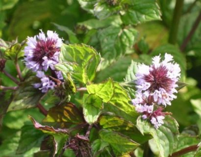 Mentha piperita ‘Bergamot’ - bergamotmunt