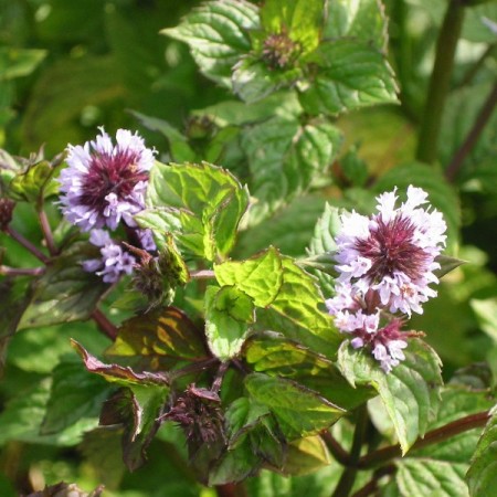 Mentha piperita ‘Bergamot’ - bergamotmunt