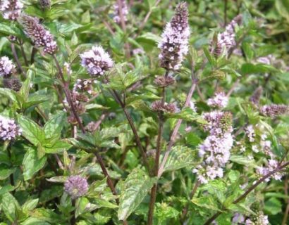 Mentha piperita ‘Nigra’