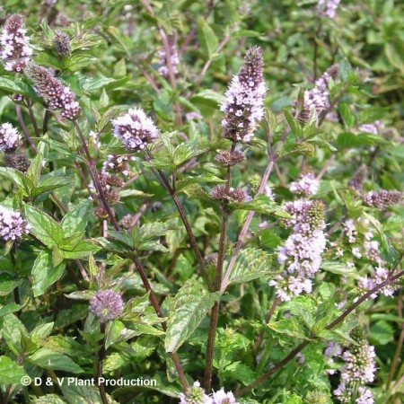 Mentha piperita ‘Nigra’ - zwarte munt