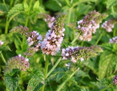 Mentha piperita - pepermunt