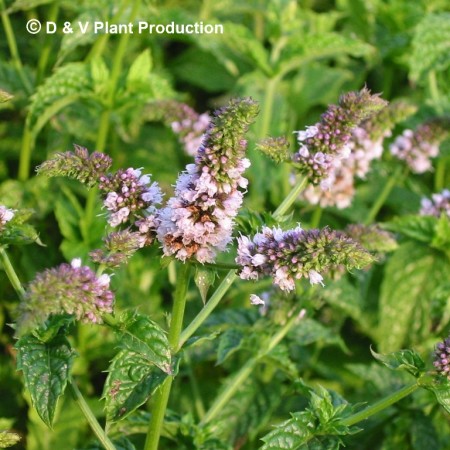 Mentha piperita - pepermunt