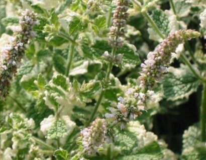 Mentha rotundifolia ‘Variegata’ - bonte ananasmunt