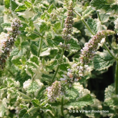 Mentha rotundifolia ‘Variegata’ - bonte ananasmunt