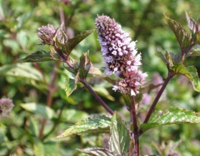 Mentha smithiana - rode raripilamunt