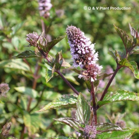 Mentha smithiana - rode raripilamunt