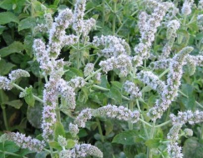 Mentha spicata ‘English’ - Engelse munt