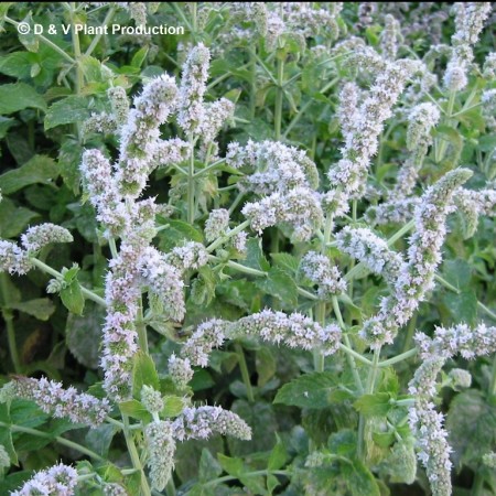 Mentha spicata ‘English’ - Engelse munt