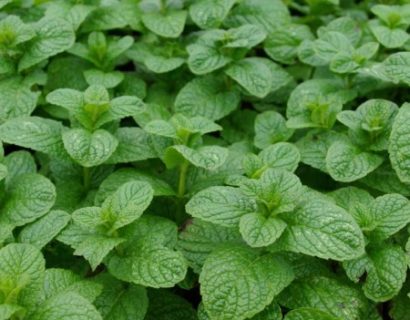 Mentha spicata ‘Marrakech’