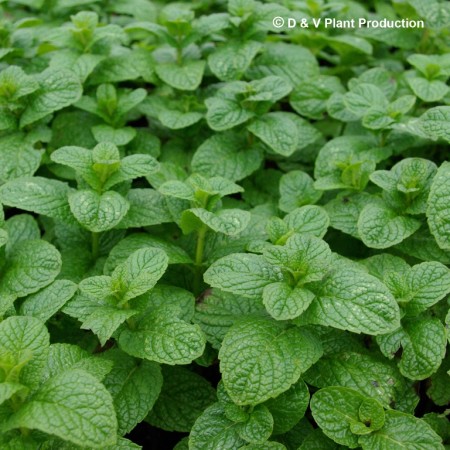 Mentha spicata ‘Marrakech’ - Marrakechmunt