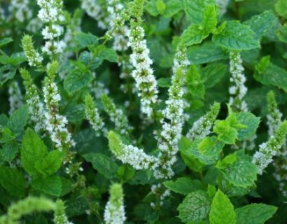 Mentha spicata ‘Moroccan’ - Marrokaanse munt