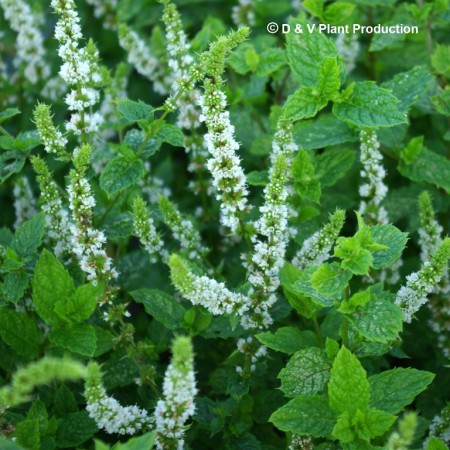 Mentha spicata ‘Moroccan’ - Marrokaanse munt