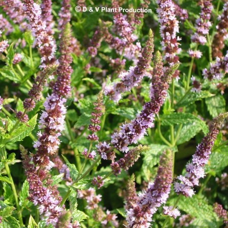 Mentha spicata ‘Pisa’ - Marrokaanse munt