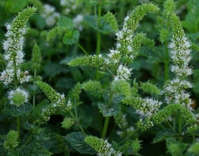 Mentha spicata ‘Walter’s Best’ - groene munt