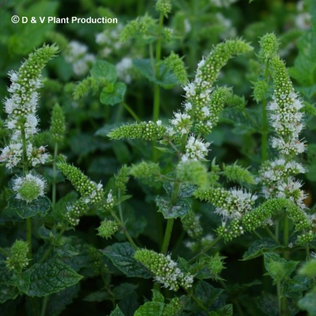 Mentha spicata ‘Walter’s Best’ - groene munt