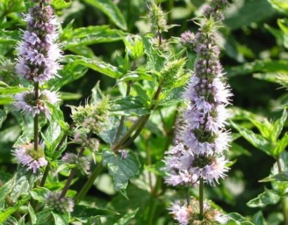 Mentha spicata - groene munt