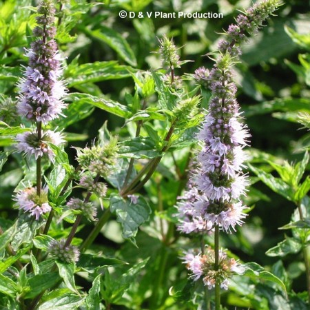 Mentha spicata - groene munt