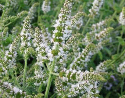 Mentha suaveolens - appelmunt