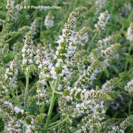 Mentha suaveolens - appelmunt