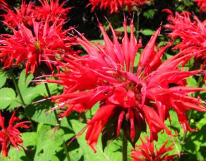 Monarda ‘Cambridge Scarlet’ - bergamotplant