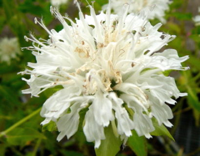 Monarda ‘Schneewittchen’ - bergamotplant