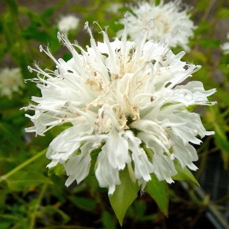 Monarda ‘Schneewittchen’ - bergamotplant