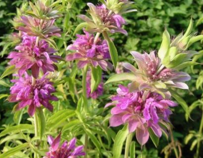 Monarda citriodora - citroenbergamot